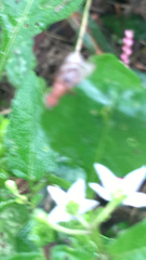 Tritoxa