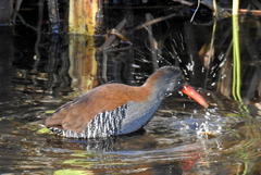 Rallus caerulescens