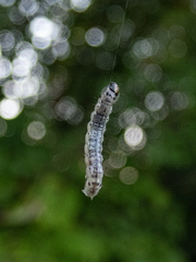 Scolecocampa