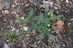 Astragalus crassicarpus trichocalyx