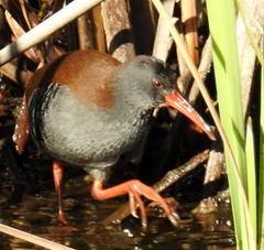 Rallus caerulescens
