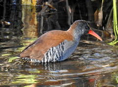 Rallus caerulescens