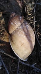 Chiliborus chilensis