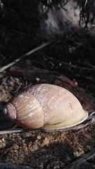 Chiliborus chilensis