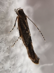 Coccidiphila