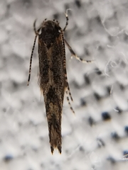 Coccidiphila