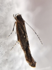Coccidiphila