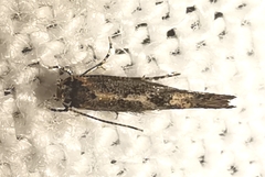 Coccidiphila
