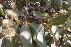 Eucalyptus neglecta