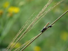 Trachypus mexicanus