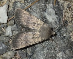 Standfussiana lucernea