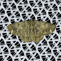 Aeolochroma rhodochlora