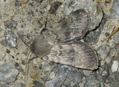 Standfussiana lucernea