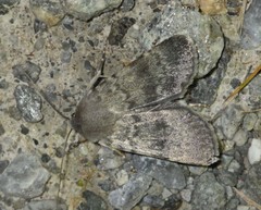 Standfussiana lucernea