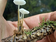 Strobilurus occidentalis