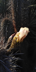Trichocereus