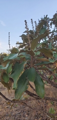 Miconia ferruginata