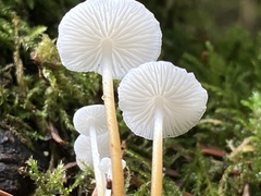 Strobilurus occidentalis