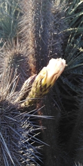 Trichocereus