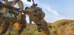 Miconia ferruginata