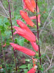 Lamourouxia rhinanthifolia