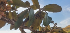 Miconia ferruginata