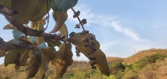 Miconia ferruginata