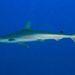 Atlantic Sharpnose Shark - Photo (c) Kevin Bryant, some rights reserved (CC BY-NC-SA)