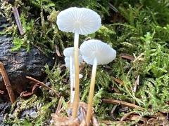 Strobilurus occidentalis