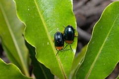 Lamprolina simillima