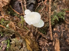 Strobilurus occidentalis