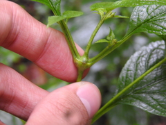 Neolasioptera eupatorii