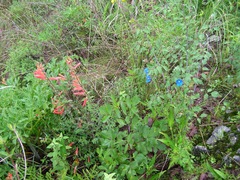 Lamourouxia rhinanthifolia