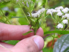 Asphondylia eupatorii
