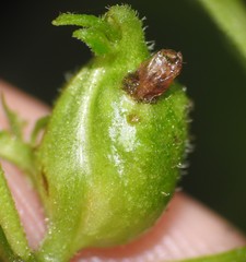 Asphondylia eupatorii