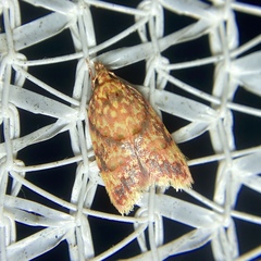 Lophopepla igniferella