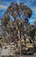 Eucalyptus sparsifolia