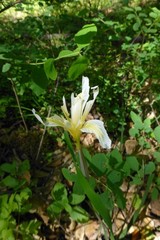 Iris fernaldii