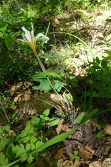 Iris fernaldii