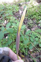 Iris fernaldii