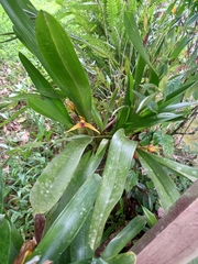 Maxillaria nasuta