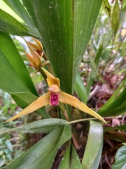 Maxillaria nasuta