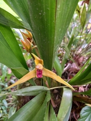 Maxillaria nasuta