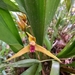 Maxillaria nasuta - Photo (c) Luis Salagaje, some rights reserved (CC BY-NC), uploaded by Luis Salagaje