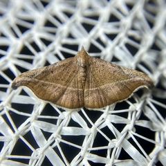 Corgatha ancistrodes
