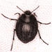 Zophosis gracilipes - Photo 由 riana60 所上傳的 (c) riana60，保留部份權利CC BY-NC