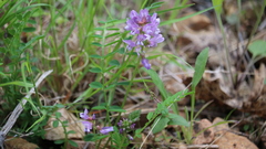 Astragalus distortus distortus