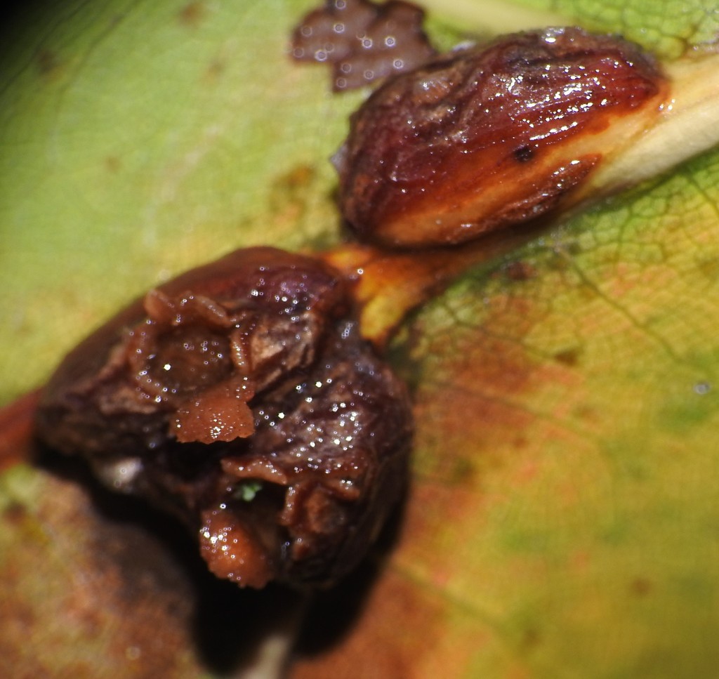 Polystepha podagrae