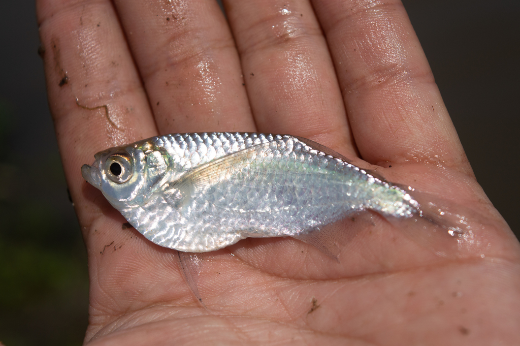 Parana sardine characin (Triportheus paranensis) — Triportheidae