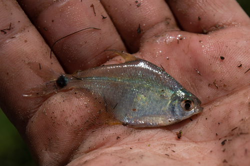 Kennedy's tetra (Psellogrammus kennedyi) — Characidae — 2